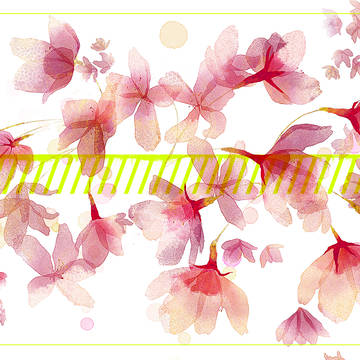 白桜忌