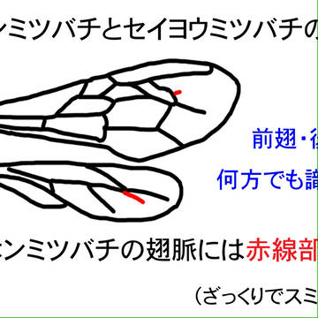 ニホンミツバチとセイヨウミツバチの翅脈