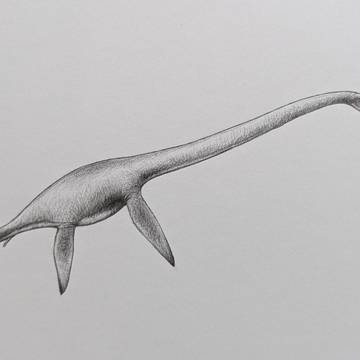 Futabasaurus suzukii