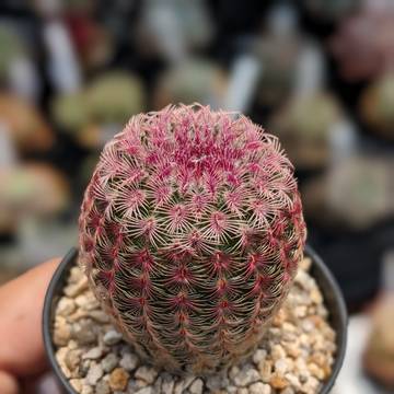 多肉植物