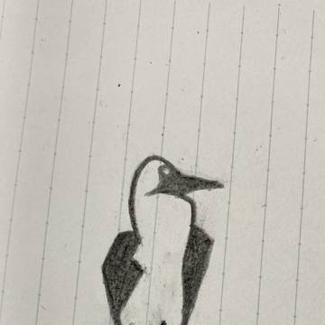 CHUMSのブービーバードを描いてみた