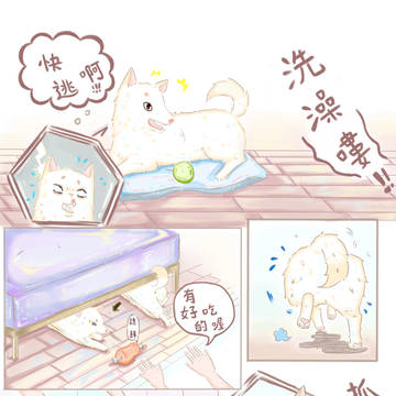 白柴小米