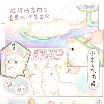 白柴小米 日常漫畫