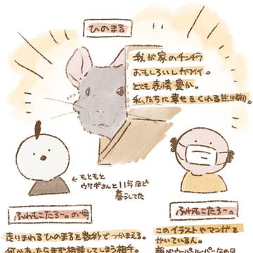 チンチラひのまる日記