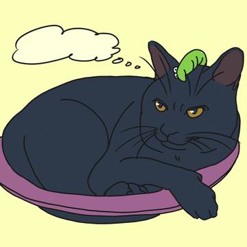 黒猫