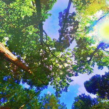 forest overhead
