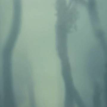 Magic Misty Meadow