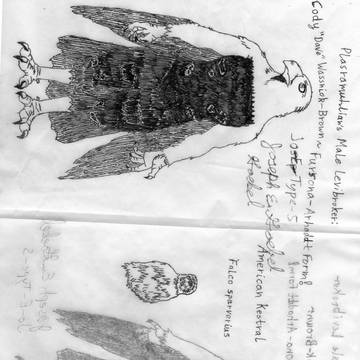 Hawk Furry, Male