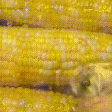 the sexy corns
