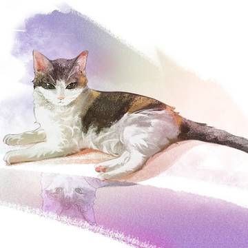 かわいい三花猫ミ₍˄·͈༝·͈˄*₎◞ ̑̑