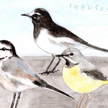 セキレイ