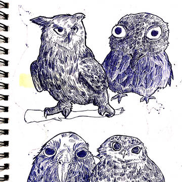 Owls (1)