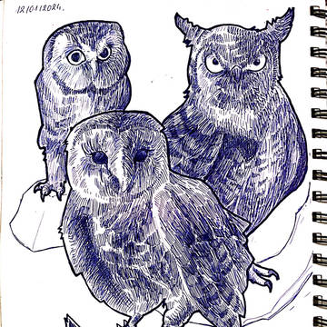 Owls (2)
