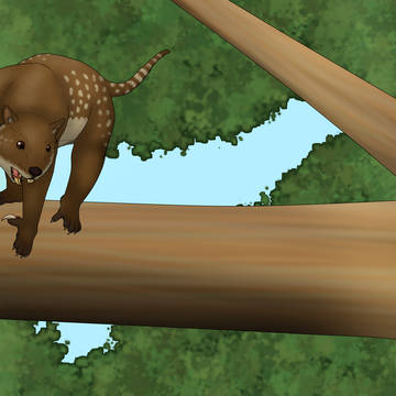 Thylacoleo carnifex