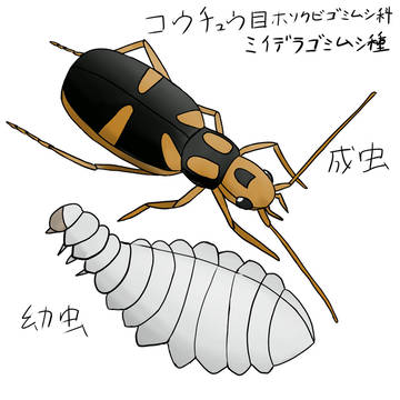 超偏食家幼虫とその成虫