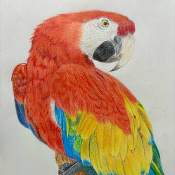 インコ