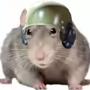 鼠
