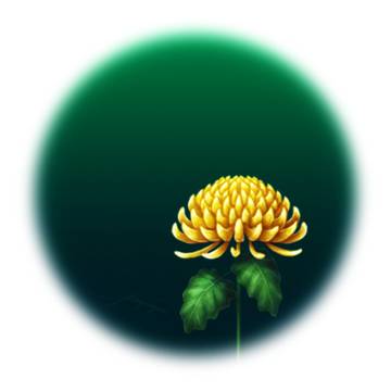 菊