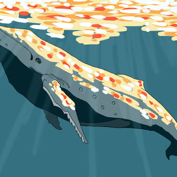 クジラ