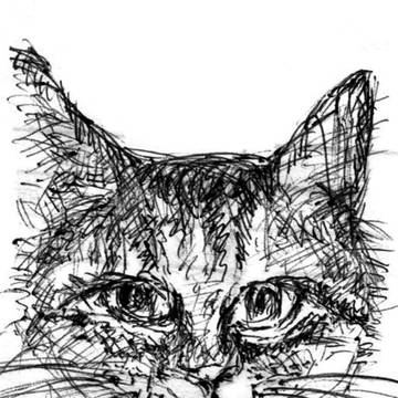 大切な大事なねこ