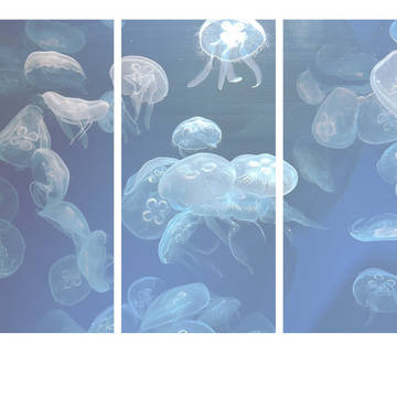 小説用表紙 photo_genic「海月」