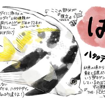 あいうえお魚お絵かき図鑑◆は行