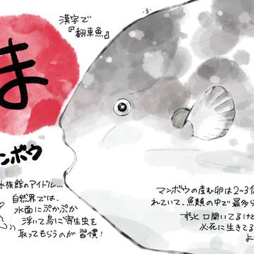 あいうえお魚お絵かき図鑑◆ま行
