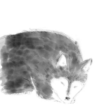 実家の柴犬