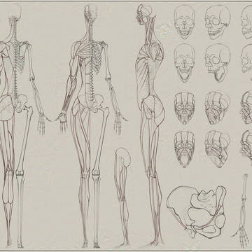 Human Anatomy-Anatomy [Template]