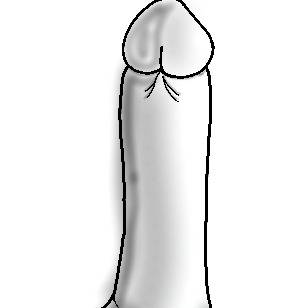 penis