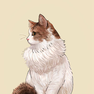 飼い猫のまりも
