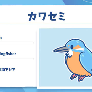 世界のカワセミ科　50種