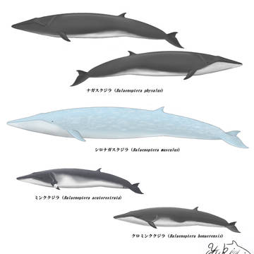 ナガスクジラ属①