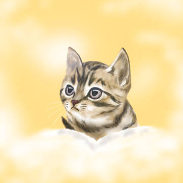 　猫ちゃん