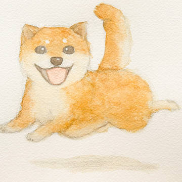 走ってる柴犬