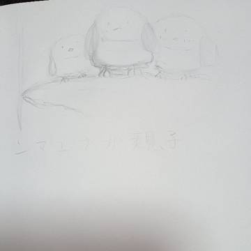シマエナガ