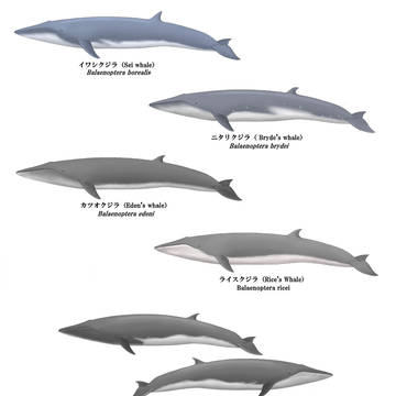 ナガスクジラ属②