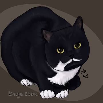 黒猫
