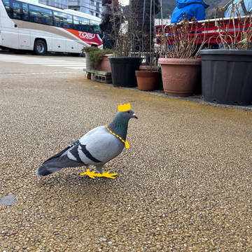 はとぽっぽ🐦👑