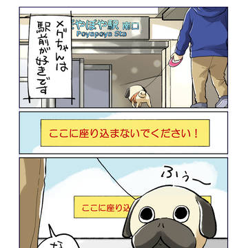 犬の散歩中、こいつ分かっててわざとやってるだろって思う瞬間