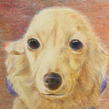 知人の飼犬