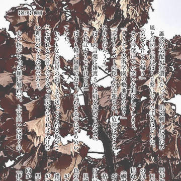 【雑伊】檞樹