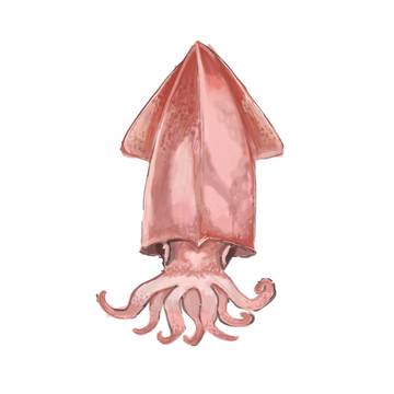 squid