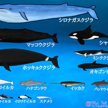 鯨類新旧イラスト