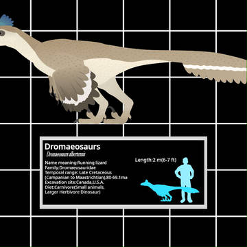 Dromaeosaurus walking