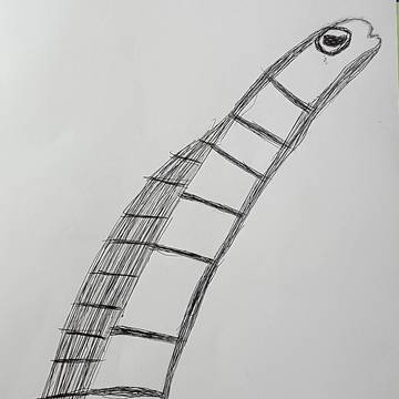 チンアナゴ