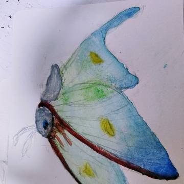 【アナログ】蛾を描いてみた