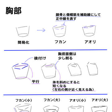 胸部と臀部についてのまとめ