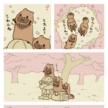 お花見たぬき