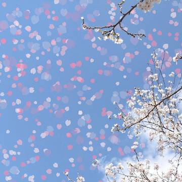 春🌸　爛漫